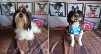 Cães desaparecem no bairro Santa Paula e família pede ajuda para encontrar