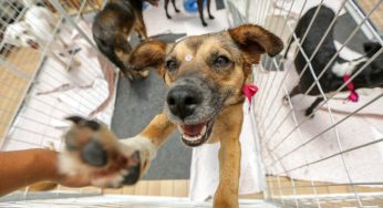 Evento inédito une adoção de animais e reciclagem de eletrônicos no Lago de Olarias