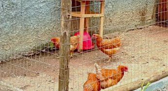 Ladrões invadem residência e furtam oito galinhas na região