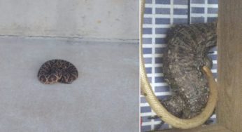 Moradora leva susto ao encontrar lagarto e cobra dentro de casa no Los Angeles