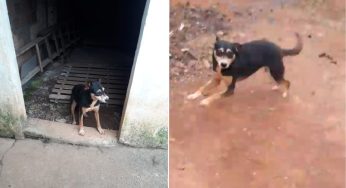 Cadela desaparecida em Uvaranas é encontrada em buraco no quintal de casa