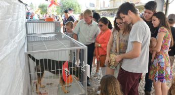 Evento de adoção de animais e descarte de lixo eletrônico acontece neste fim de semana em PG
