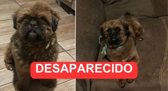 Tutor pede ajuda para localizar cachorro desaparecido desde segunda (15) em PG