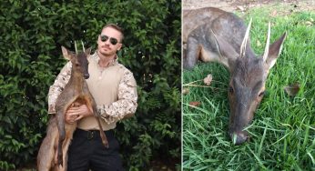 Veado ferido é resgatado na Colônia Castrolanda e recebe cuidados em PG