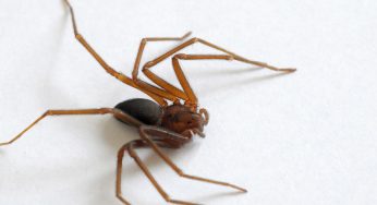 Alerta: confira dicas de cuidados com animais peçonhentos em casa