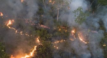 Queimadas em área de vegetação no Brasil cresce cerca de 250% em relação a janeiro de 2023