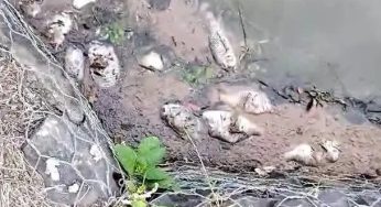 Câmara convoca secretário para explicar peixes mortos no Lago de Olarias