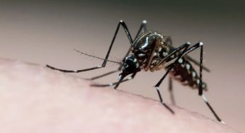Mais de 60 casos de dengue são registrados em uma semana em PG. Veja a atualização