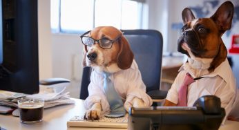 Imobiliária auxilia na busca por imóveis ideais para pets