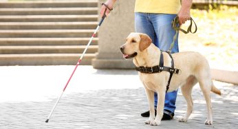 Dia do Cão-Guia será celebrado em 24 de abril
