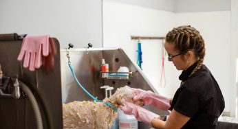 Petshop e strip malls: fusão de gigantes é benéfica