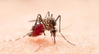 Boletim da Saúde registra 923 casos confirmados de dengue em Ponta Grossa