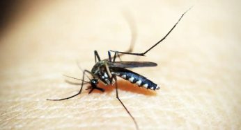 Prefeitura confirma mais dois óbitos por dengue em Ponta Grossa