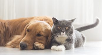Hill’s Pet apresenta alimento coadjuvante para pacientes com câncer no Brasil