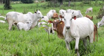 Prazo para atualização obrigatória de rebanhos começa no dia 1º de maio no PR