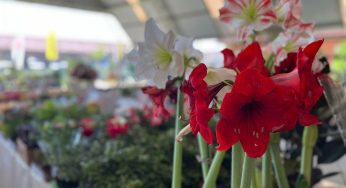 ExpoFlor em Carambeí com mais de 600 espécies de plantas acontece até domingo (26)