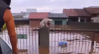 Mais de 10 mil animais já foram resgatados das enchentes do Rio Grande do Sul
