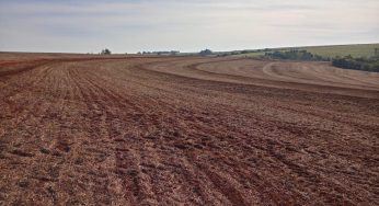 No Paraná, vazio sanitário da soja terá escalonamento conforme as regiões
