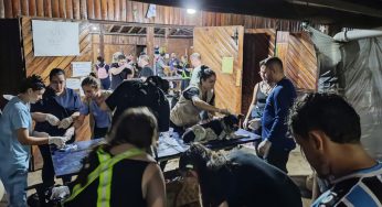 Paranaenses atendem mais de mil animais resgatados em hospital veterinário no RS
