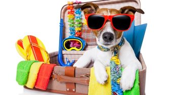 Incluir os animais de estimação na viagem requer planejamento