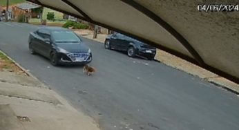 Motorista de aplicativo presta depoimento após atropelar cachorro em Castro