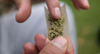 STF determina qual quantidade de maconha irá diferenciar usuário de traficante