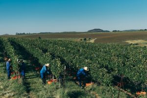 Como a Salton zerou o uso de herbicidas em vinhedos próprios