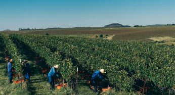 Como a Salton zerou o uso de herbicidas em vinhedos próprios