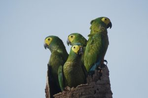 Animais silvestres são vistos em áreas do Grupo BBF