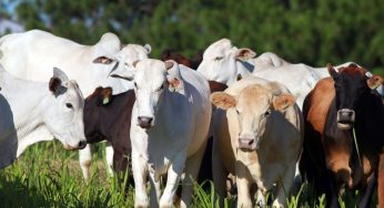Produtores paranaenses têm mais uma semana para atualizar cadastro de rebanho