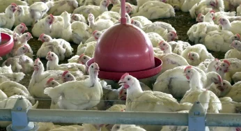 Brasil suspende exportações de carne de aves após confirmação de doença