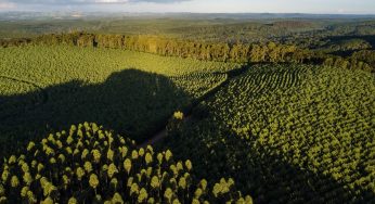 Klabin tem a maior área verde no Sul do Brasil