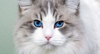 Combater o abandono de animais fortalece a cidadania