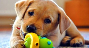 Adoção consciente de animais reduz os motivos que levam ao abandono