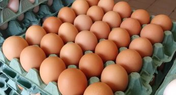 Saiba como identificar um ovo em bom estado na hora das compras