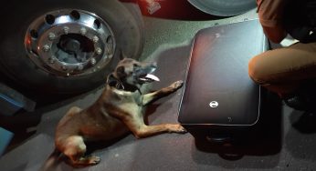 Cão farejador identifica mala de viagem com maconha e homem é preso na região