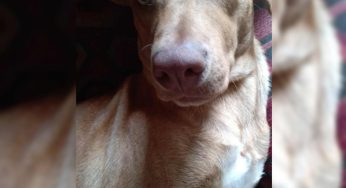 Família procura cachorro desaparecido em Ponta Grossa: Criança sofre com o sumiço