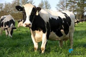 Holstein Freisian Cows