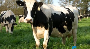 Desentendimento por conta de compra de vacas mobiliza PM na região