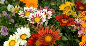 Festa de Flores e Morangos fortalece o agricultor rural