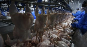 Paraná lidera aumento na produção de frangos e suínos em 2024