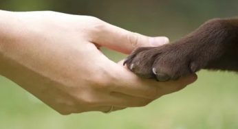 Dia Nacional de Adotar um Animal chega a 24ª edição