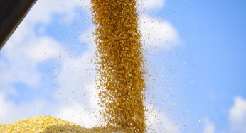 Confira quais são as cidades campeãs de 22 culturas do agronegócio paranaense do VBP 2023