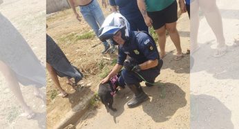 Cachorro é resgatado com vida durante incêndio em Ponta Grossa