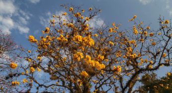 Secretaria de Saúde do Paraná alerta sobre alergias sazonais na primavera