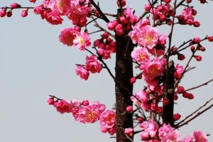 Primavera é a estação do ano marcada pelo florescimento das plantas