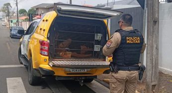 Dois indivíduos são presos por mostrarem partes íntimas a funcionária de comércio em Tibagi