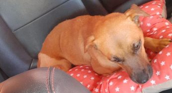 Protetora de animais de PG pede ajuda para encontrar lar temporário para cadelinha atropelada