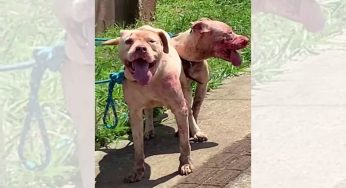 Dona de pitbulls que mataram cachorro de vizinho em PG é responsabilizada