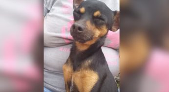 Mãe pede justiça após atropelamento de cão de filha com deficiência em Jaguariaíva
